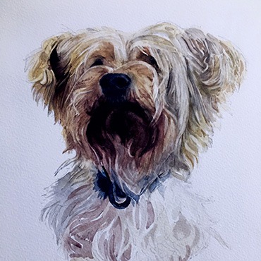 Wookie the dog