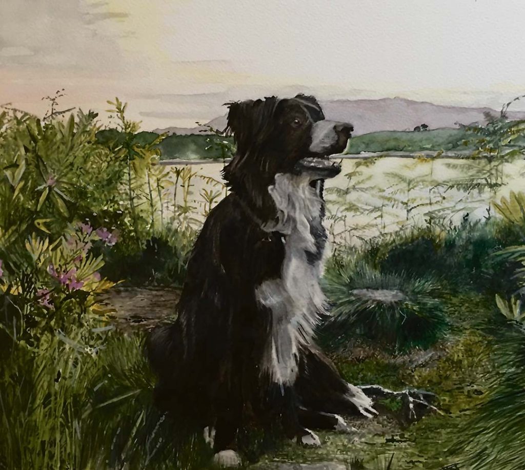 Pet portrait of Jack of Appin the sheepdog