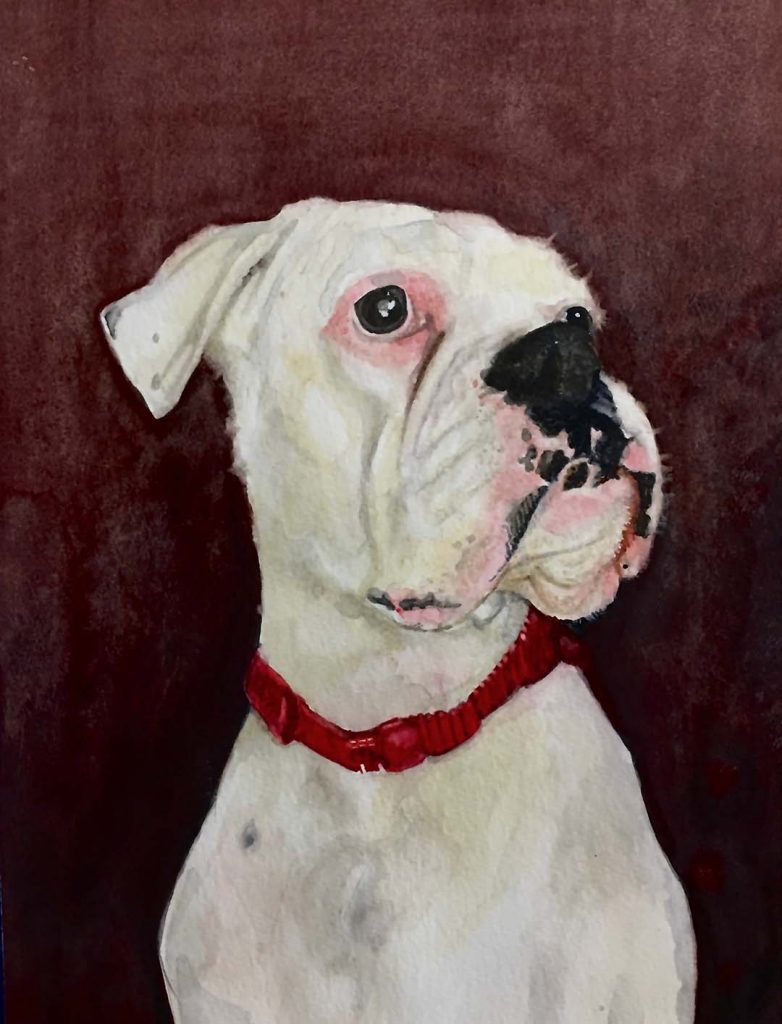 Pet portrait of Teddy the Bulldog