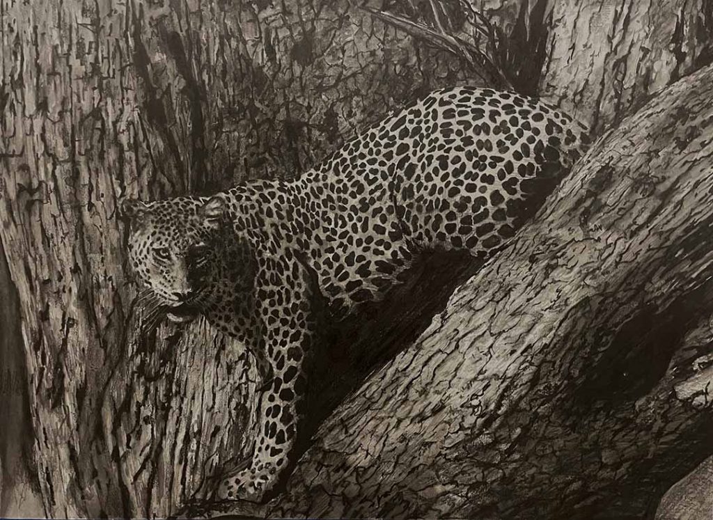 Pencil drawing of a leopard in a tree