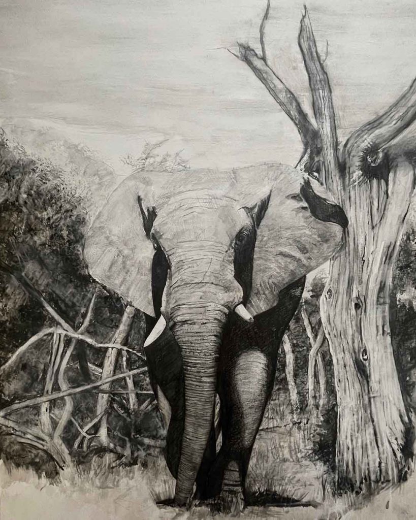 African elephant graphite